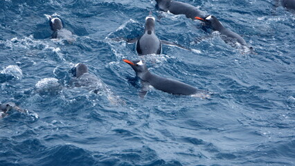 Obraz premium Raft of gentoo penguins (Pygoscelis papua) swimming near Elephant Island, Antarctica