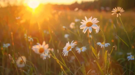 Badezimmer Foto Rückwand white daisy blossoms in a field, grassy meadow is blurred, warm golden hour effect during sunset and sunrise, copy and text space, 16:9 © Christian