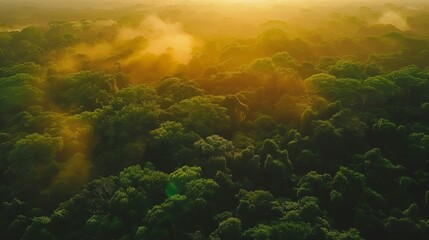 Obraz na płótnie Canvas Beautiful green amazon forest landscape at sunset sunrise, bird perspective, copy and text space, 16:9