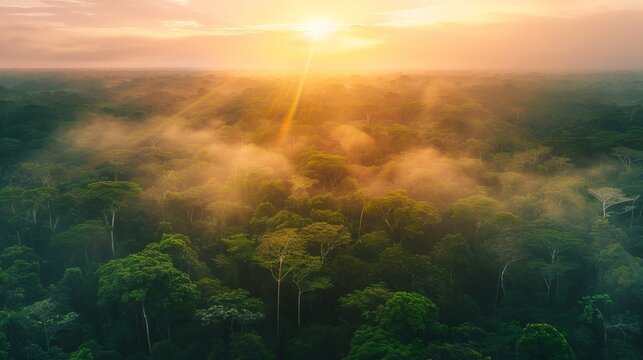 Beautiful green amazon forest landscape at sunset sunrise, bird perspective, copy and text space, 16:9