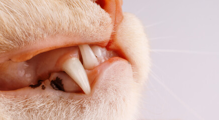 Macro shot cats fang in the mouth