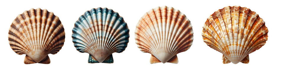 Top view of scallops shell isolated on transparent background - obrazy, fototapety, plakaty