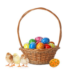 Happy Easter. Painted eggs in wicker basket and cute chicks isolated on white