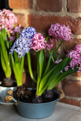 Easter spring home decor composition. Basket with blooming beautiful springtime bulbous pink and purple hyacinth flowers. Cozy countryside kitchen interior with brick wall, morning light