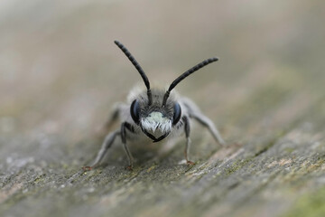 Facial closeup on a male red-bellied miner, Andrena ventralis sitting on wood