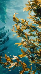 Fototapeta na wymiar Seaweed sea background.