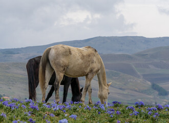 Grazing horses and mountain landscape