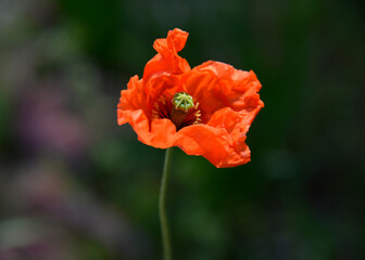 赤いケシの花