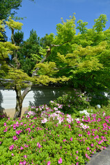 妙満寺　境内の新緑とツツジ　京都市左京区岩倉