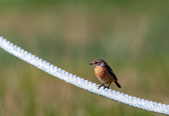 Female European Stonechat perched on a rope.