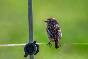 Female European Stonechat perched on a rope.