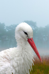 Closeup portrait of a white stork in his natural habitat