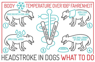 Dog heat stroke. What to do. Medical infographic. - 764331305