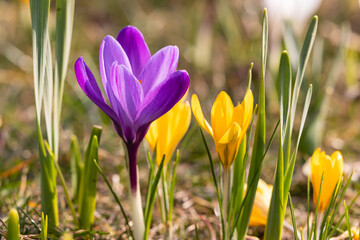 Blooming crocuses close-up in the grass