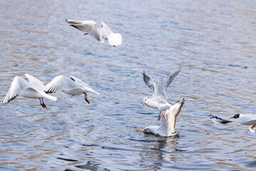 Fototapeta na wymiar Seagulls on the river waves