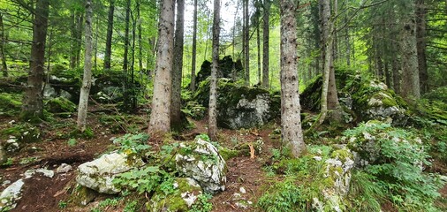 Skała znajdująca się w lesie