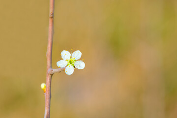 a bird cherry flower close up