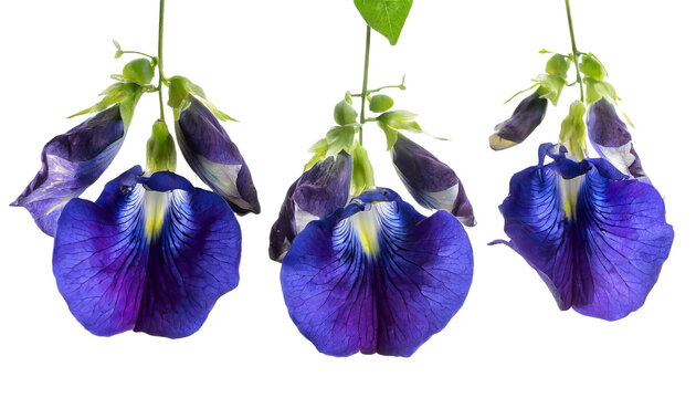 hanging butterfly pea flower on transparent background, PNG butterfly pea flowers