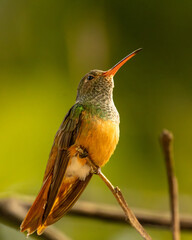 Obraz premium colibri perched on a branch with green background