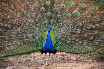 Obraz premium Indian Male Peacock. Peacock - peafowl with open tail, beautiful representative of male in great metalic colors. Peacock tail. Elegant colourful bird portrait. Pavo cristatus.