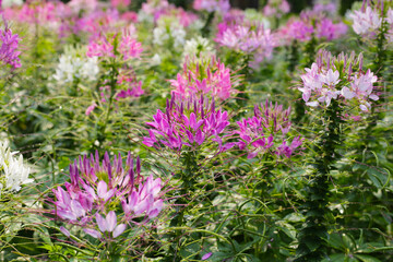 Cleome spinosa flower in the park