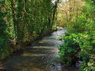 stream in the forest