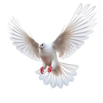 dove flying on isolated background