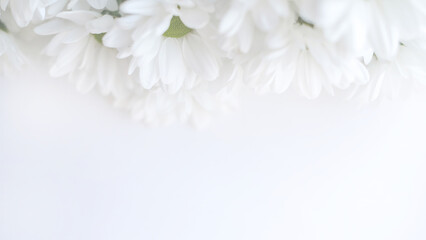 Elegant cluster of white florets with yellow centers on a clean white backdrop