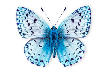Beautiful Leona’s Little Blue butterfly isolated on a white background with clipping path