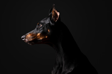 Low key photo: portrait of a black and tan Doberman pinscher on a black background