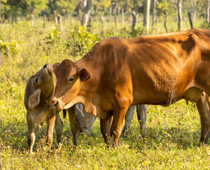 cows grazing in a green field