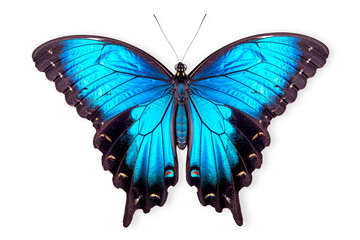 Beautiful Blue Ulysses butterfly isolated on a white background with clipping path