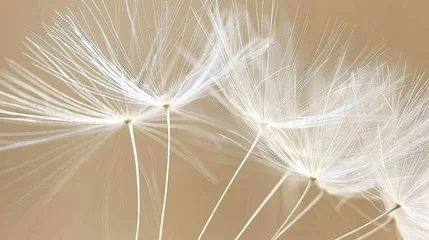 Fotobehang a close up of a dandelion on a brown and white background with a blurry image of the dandelion. © Olga