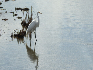 A great egret enjoying a beautiful day at the Bombay Hook National Wildlife Refuge, Kent County, Delaware.