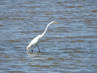A great egret enjoying a beautiful day at the Bombay Hook National Wildlife Refuge, Kent County, Delaware.