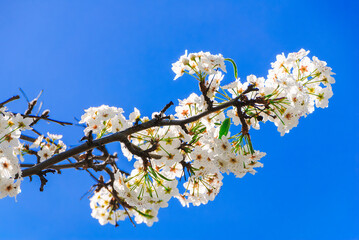 white blossoms against blue sky