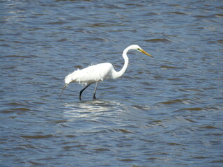 A great egret wading through the wetland water of the Bombay Hook National Wildlife Refuge, Kent County, Delaware.