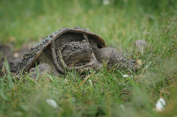 Snapping Turtle in the grass