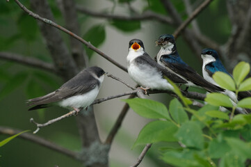 Young Tree Swallow calling parents for foods