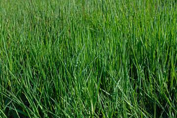 Obraz premium Green grass texture background at the edge of the wetland.