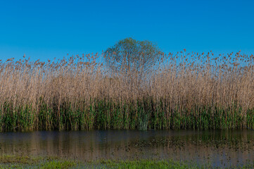 Dry and green reed plants on the edge of the wetland. blue sky background.