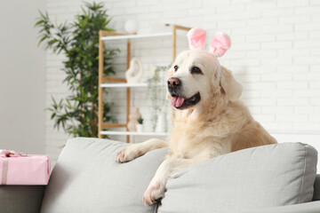 Cute Labrador dog in bunny ears behind sofa at home on Easter Day