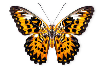 Beautiful Glory of Bhutan or Goliath butterfly isolated on a white background with clipping path