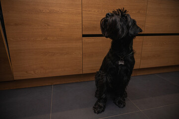 black Mittelschnauzer sitting in kitchen near wooden surface, low key, selective focus