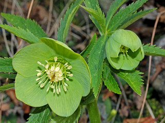 i curiosi fiori dell'elleboro verde (Helleborus viridis)