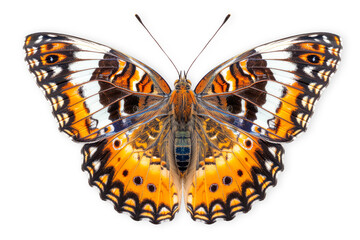 Fototapeta premium Beautiful Nymphalidae butterfly isolated on a white background with clipping path