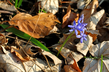 fiori azzurri di scilla (Scilla bifolia) annuncio di primavera