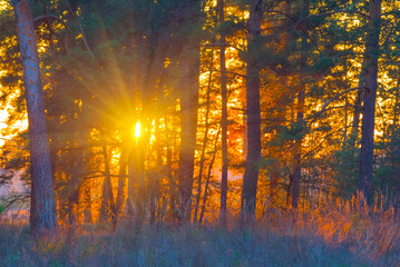 forest glade at the sparkle sunset, forest  in light of evening sun - obrazy, fototapety, plakaty