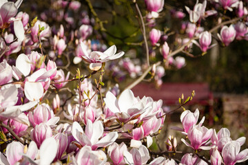 Magnolienblüten in einem Park