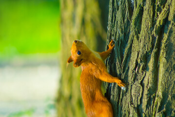 closeup red squirrel sit on a tree in forest